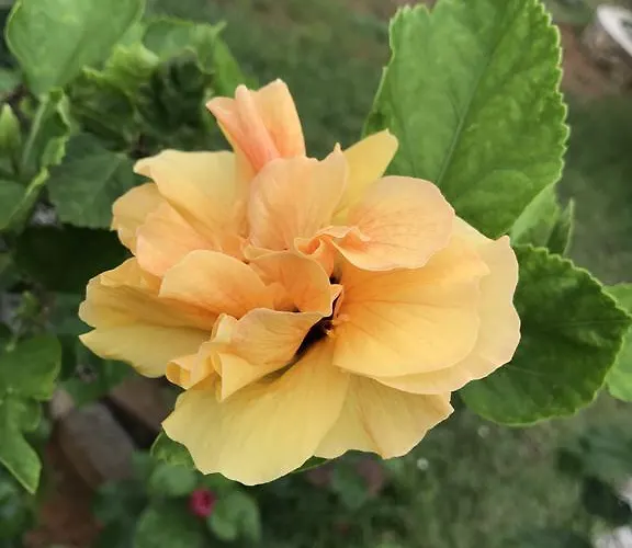 Flower Garden Self-catering