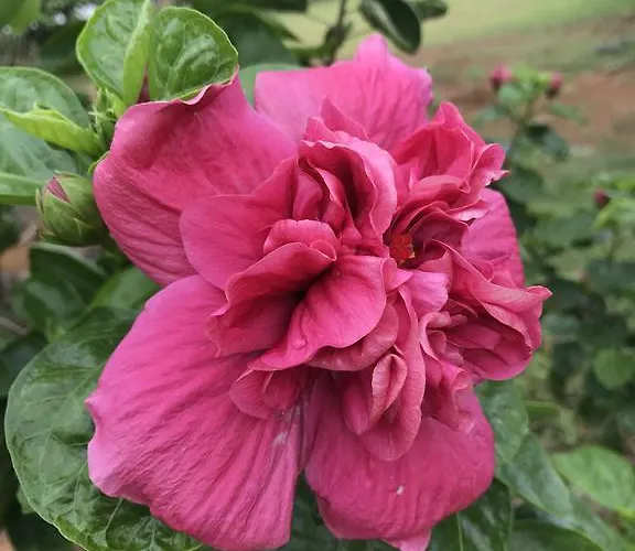 Flower Garden Self-catering * Beau Vallon (Mahe)