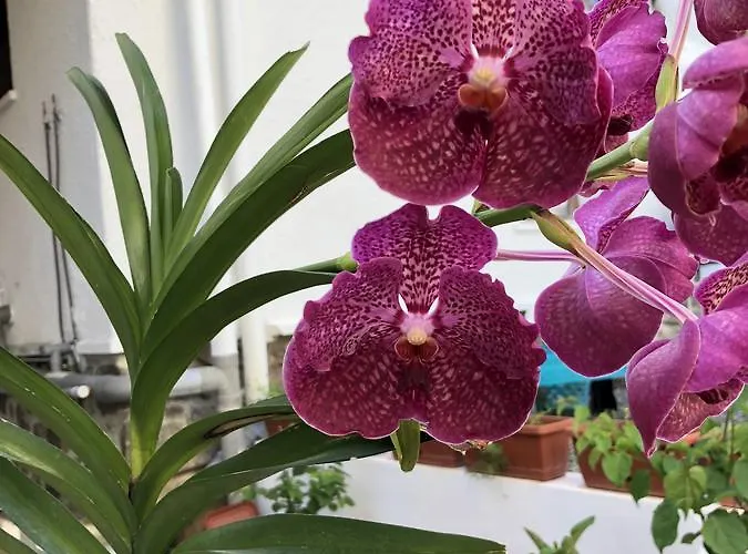 Flower Garden Self-catering Apartmán Beau Vallon (Mahe)