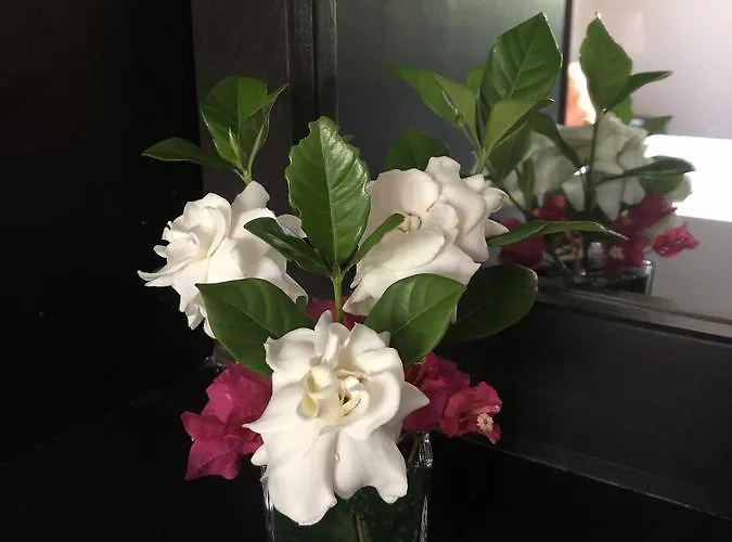 Flower Garden Self-catering Beau Vallon (Mahe)