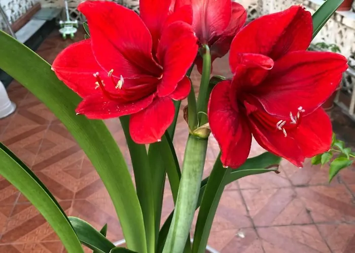 Flower Garden Self-catering Beau Vallon (Mahe)